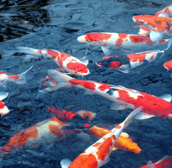 koi pond massachusetts