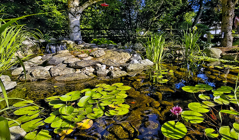 A Dana Landscaping Water Garden