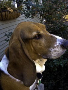 eddie the basset hound