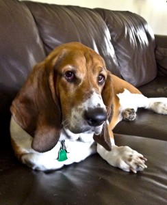 Eddie on couch